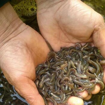 底層魚類-泥鰍魚苗喂食技術，養殖馬口魚苗